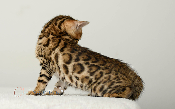 Bengal kitten for sale